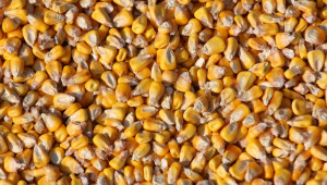 Румъния ще ограничи износа на царевица заради сушата