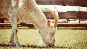 Тежки времена: Фермери хранят козите с фуража за зимата