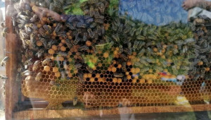 Пчеларска семейна ферма в Шуменско намира прекия път към клиента - Снимка 3
