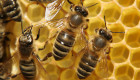 Изкупуваме Пчелен мед без проби - Снимка 1