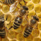 Изкупуваме Пчелен мед без проби - Агро Работа