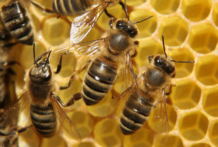 Изкупуваме Пчелен мед без проби - Снимка 1