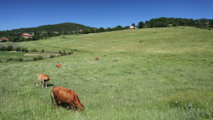 30% от проверените животновъдни стопанства са в нарушение - Agri.bg
