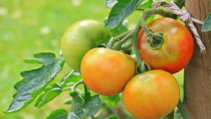 Вижте опитното доматено поле на ИЗК „Марица”