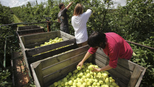 За една година: 55% от преработените плодове и 82% от зеленчуците са български
