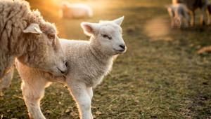 Вдъхновяващи идеи: Всичко за овцете на една платформа