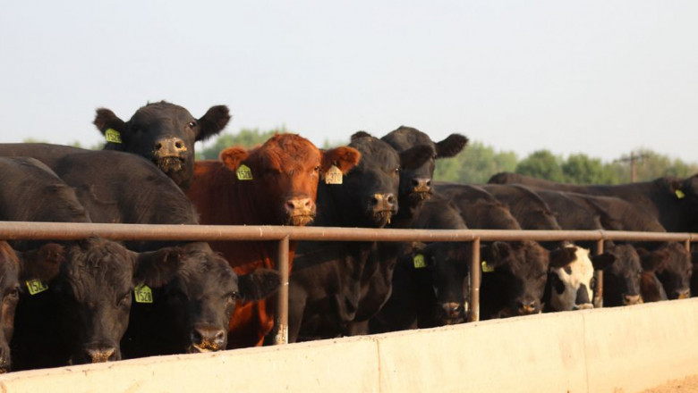 Ройтерс: Хиляди говеда са изхвърлени и заровени на сметището в Канзас