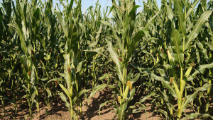 Реална заплаха: Диабротика нападна царевицата в Добруджа - Agri.bg