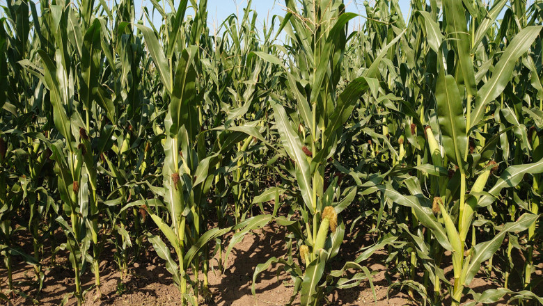 Реална заплаха: Диабротика нападна царевицата в Добруджа