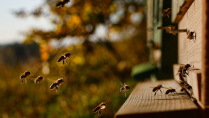 Пръсканията по време на цъфтеж не са единствената опасност за пчелите