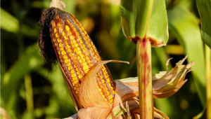 Сушата влоши прогнозите за зърнената реколта в Съюза