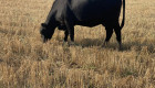 Крави и телета - Снимка 1