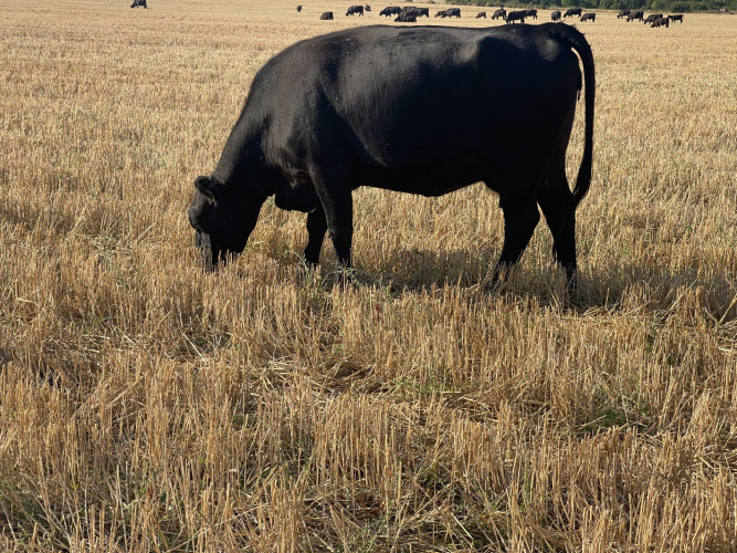 Крави и телета - Снимка 1