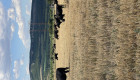 Крави и телета - Снимка 3