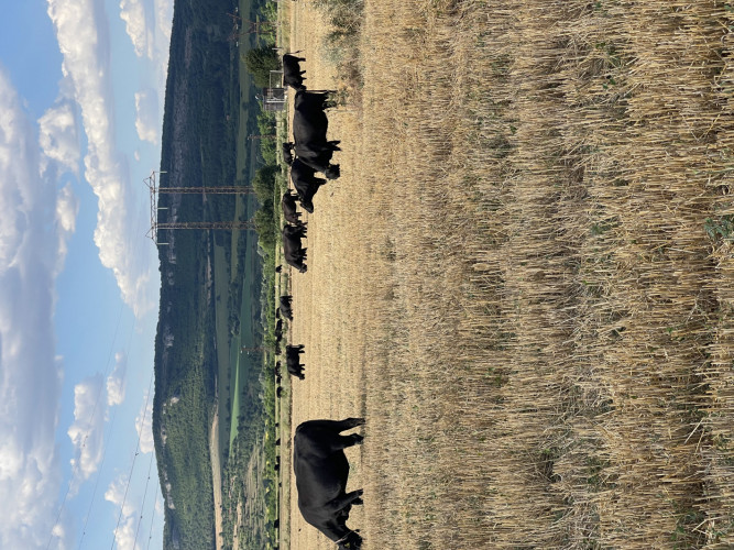 Крави и телета - Снимка 3