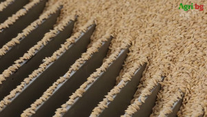 Зърнопроизводител: 300-350 000 тона зърно от Украйна е влязло у нас