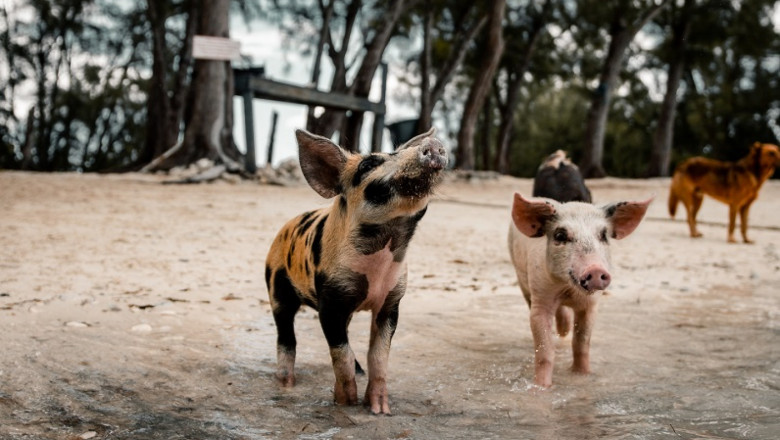 Диви свине потърсиха разхлада на плажа