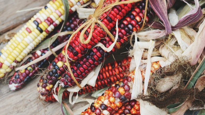 Защо фермер възражда традиционна цветна царевица?