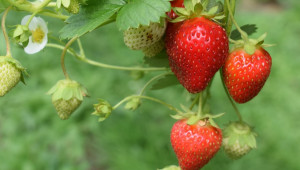 Запознайте се с видовете технологии при отглеждане на ягодоплодни
