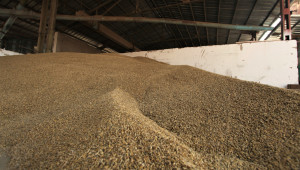 Борси: Зърното продължава да губи почва под краката си