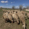 Предлагам работа за отглеждане на овце - Агро Работа