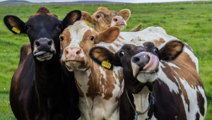 Стопани коментират актуалните цени на кравето мляко