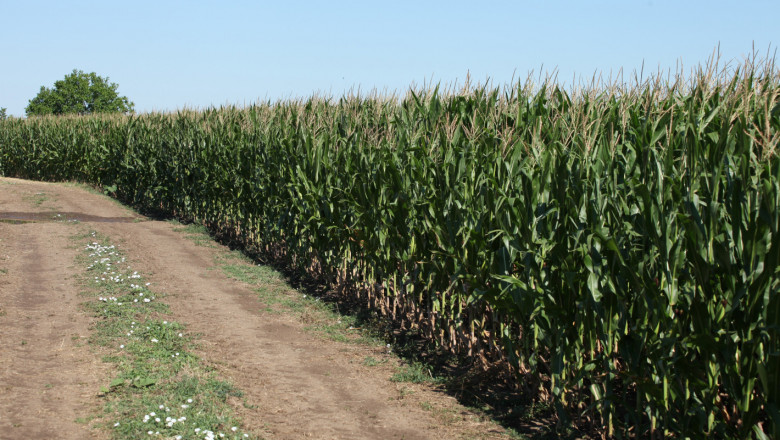 Опитно поле ще покаже как се държат различни сортове царевица