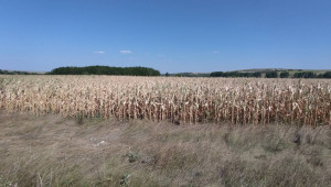 Суша съсипва царевицата - Agri.bg