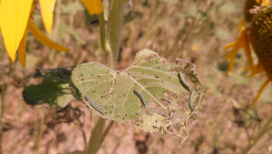 Разпореждат спешни мерки срещу ливадната пеперуда в Добруджа - Снимка 1