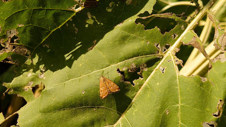 Разпореждат спешни мерки срещу ливадната пеперуда в Добруджа