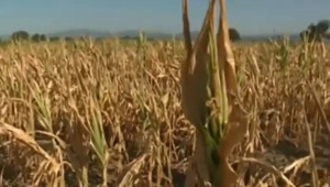 Производител унищожи 350 дка с царевица заради „Напоителни системи”
