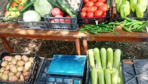 „Празник на градинаря“ ще събере зеленчукопроизводителите от Добруджа - Agri.bg