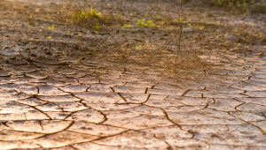 Агропрогноза: Сушата вече се отразява на културите