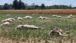 Десетки крави загинаха заради сорго, превърнато от жегата в отрова