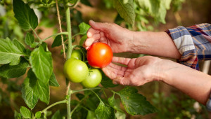 Агроиновации: Отглеждане на нови сортове домати с подобрен добив - Agri.bg
