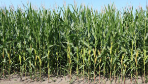 Земеделец: Цената на царевицата ще достигне 650 лв./тон