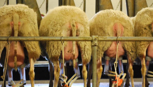 Животновъд: Има дефицит на овче мляко, фермите фалират