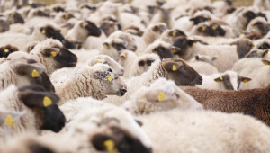 Как да създадете съвременна селекция при овцете?