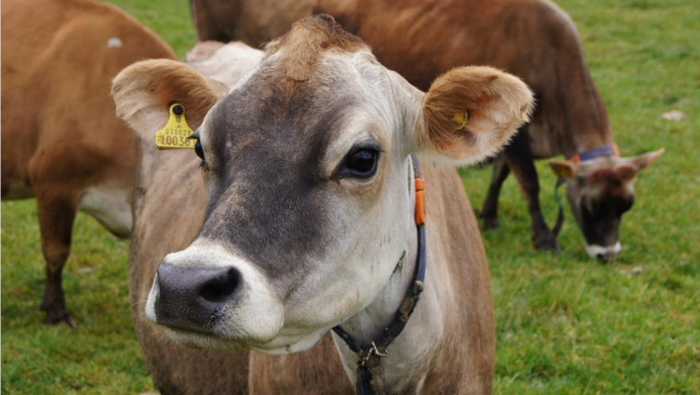 Семинар за животновъди: Перспективи при пасищно отглеждане на говеда