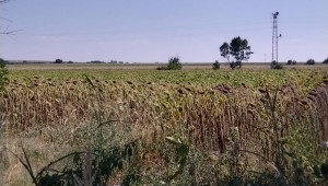 Стопани пресмятат слаба слънчогледова реколта във Врачанско