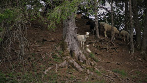Стар метод с кози и овце пази Барселона