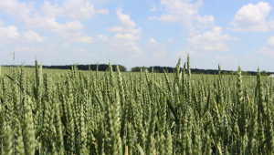 Анализатори вещаят по-голям спад в доставките на зърно догодина