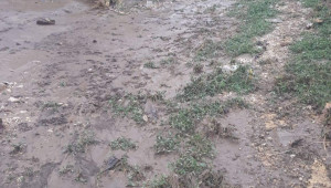 Фермер от Силистренско: На полето е трагедия след проливния дъжд - Снимка 3