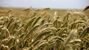 Какво се случва на зърнените борси?