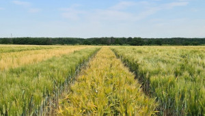 Подобрява се селекцията на български сортове твърда пшеница