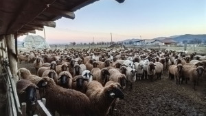Овцевъд: С извънредната помощ ще се издължим за фуражите, които сме запазили - Снимка 4