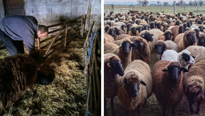 Овцевъд: С извънредната помощ ще се издължим за фуражите, които сме запазили - Снимка 1