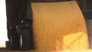 Фючърсни котировки: Какви цени се прогнозират за пшеница, царевица и рапица?