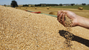 Борси: Пшеницата в Черноморския регион продължава да губи стойност