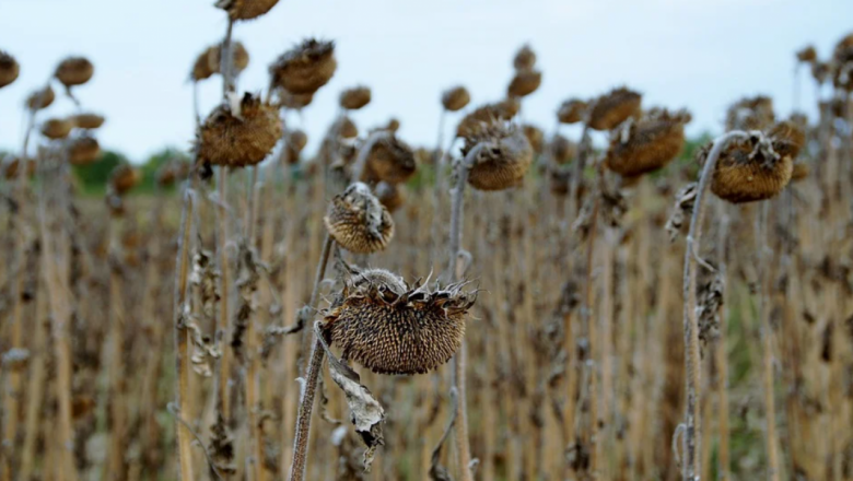 Производството на слънчоглед и царевица в Украйна спада сериозно